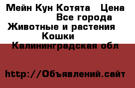 Мейн Кун Котята › Цена ­ 15 000 - Все города Животные и растения » Кошки   . Калининградская обл.